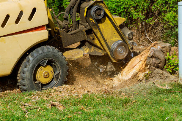 Best Hazardous Tree Removal  in Elkland, PA