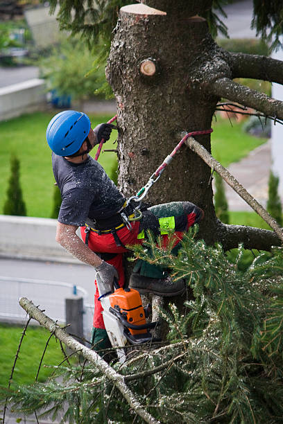 Best Tree Risk Assessment  in Elkland, PA